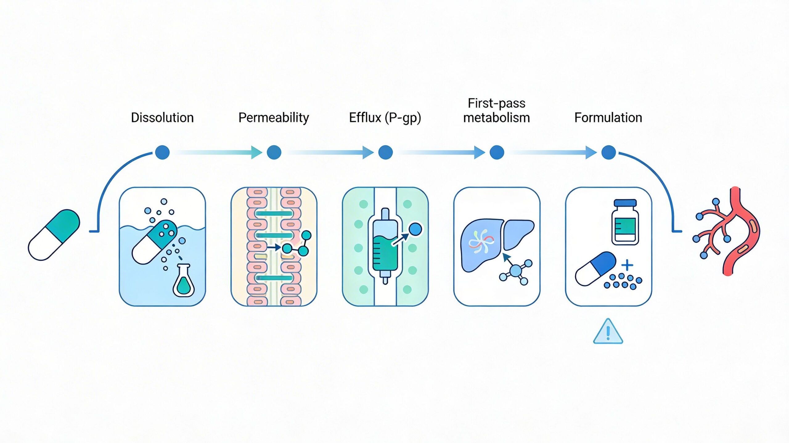 Bioavailability: mechanistic basis and formulation-driven optimization
